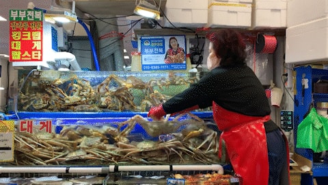 A급 러시아 레드 킹크랩(마리)