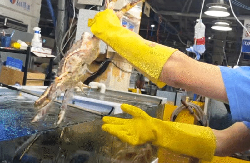 A급 러시아 레드 킹크랩(마리)