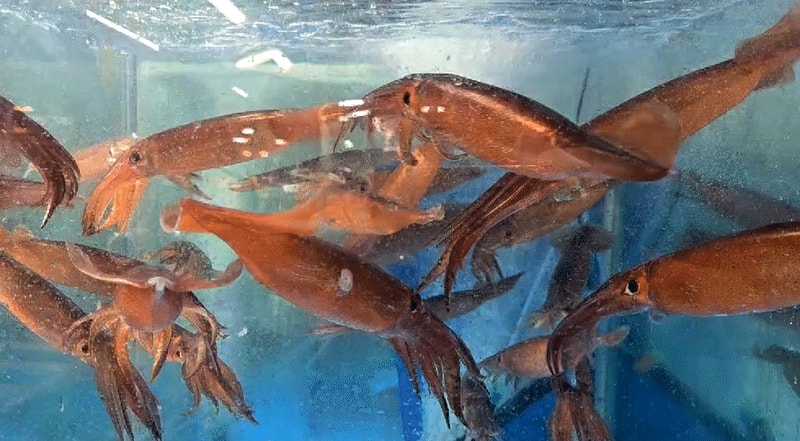 산오징어