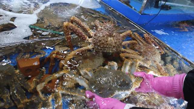 A급 러시아 레드 킹크랩