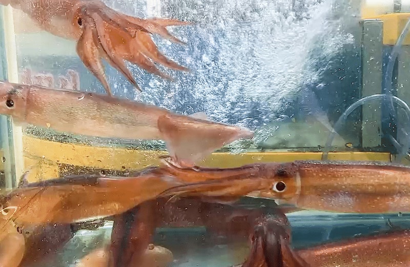 산오징어회