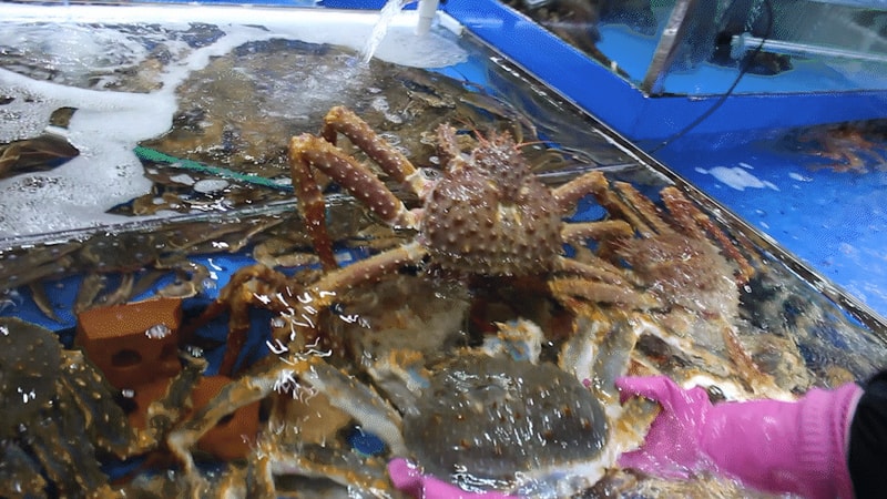 A급 러시아 레드 킹크랩(마리)